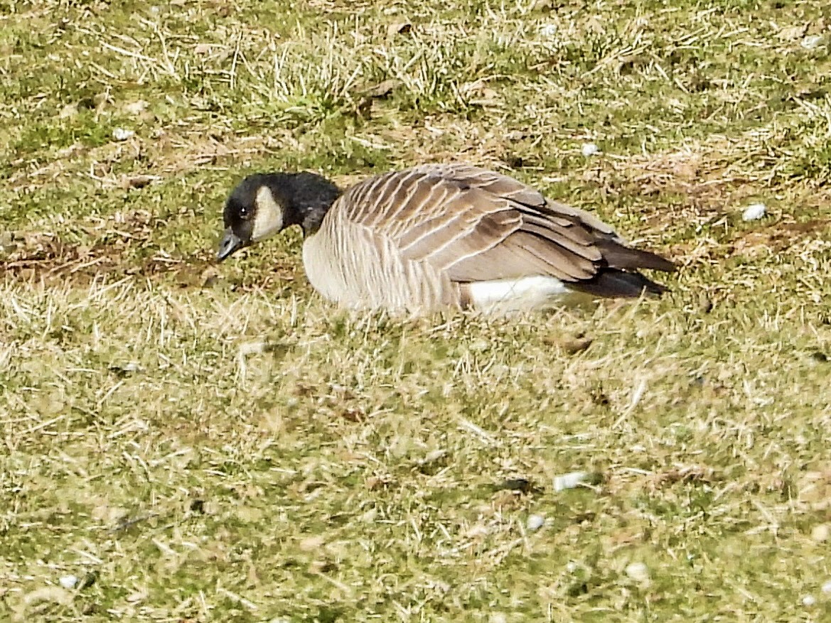 Cackling Goose - Vicki Chatel  (*v*)