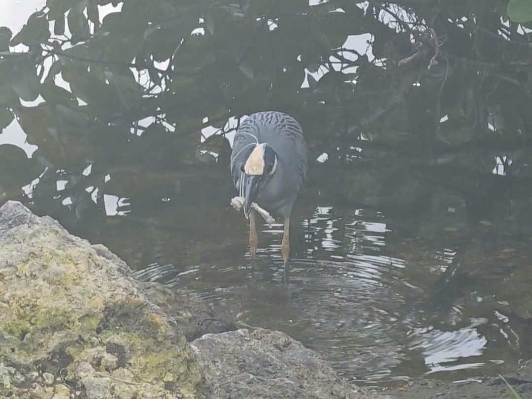 Yellow-crowned Night Heron - ML614996132