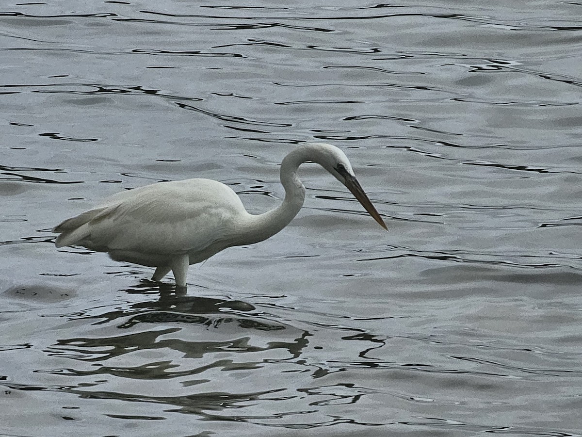 Great Blue Heron (Great White) - ML614996157