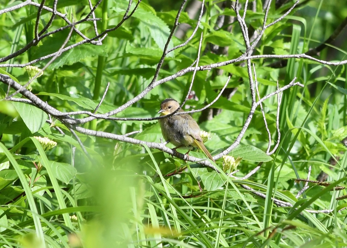 Paruline masquée - ML61499621