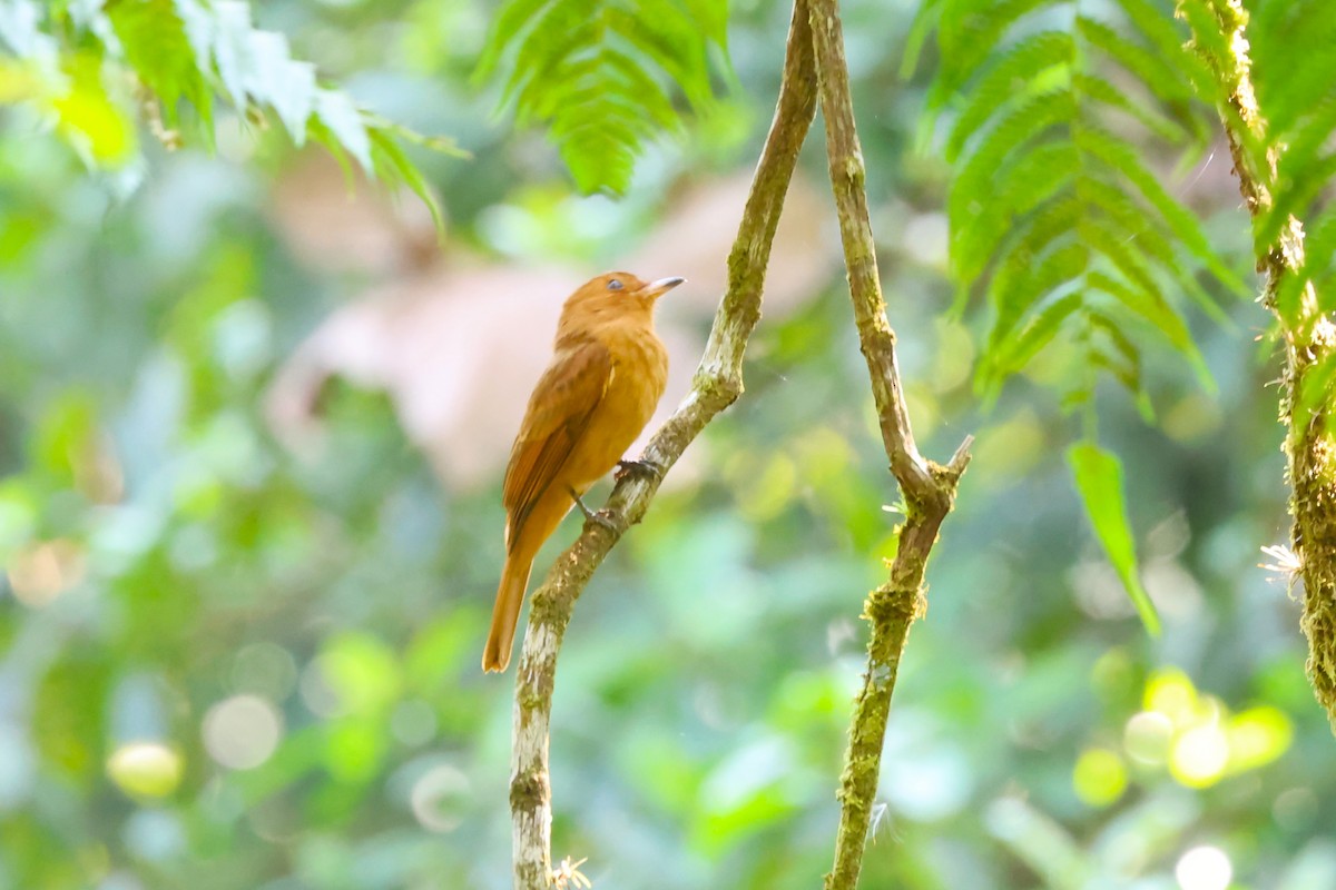 Rufous Mourner - Jim Edsall