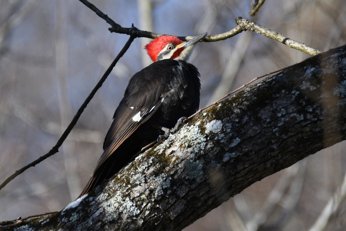 Pileated Woodpecker - ML614996291