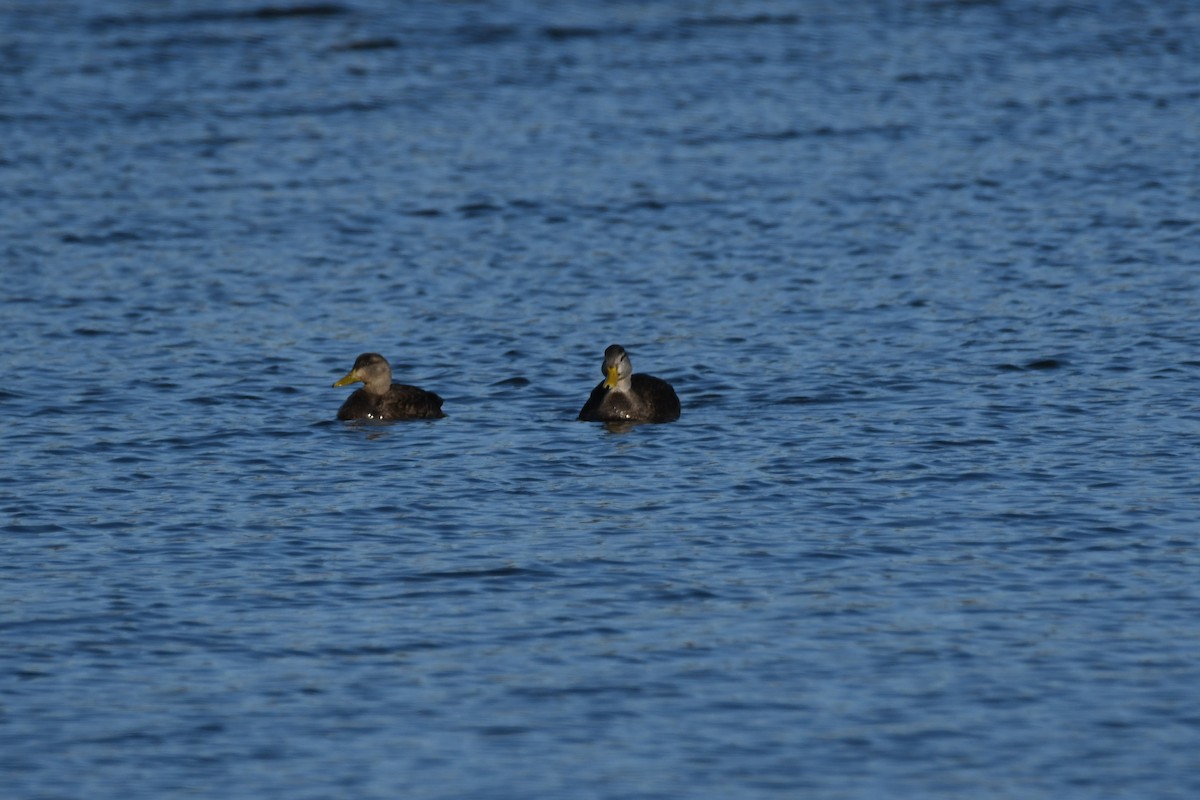 American Black Duck - Desiree Benn