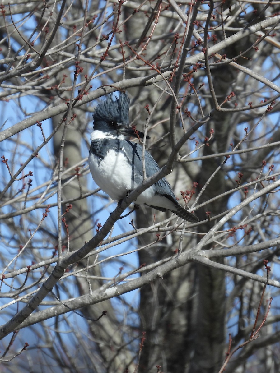 Belted Kingfisher - Tracy Mosebey