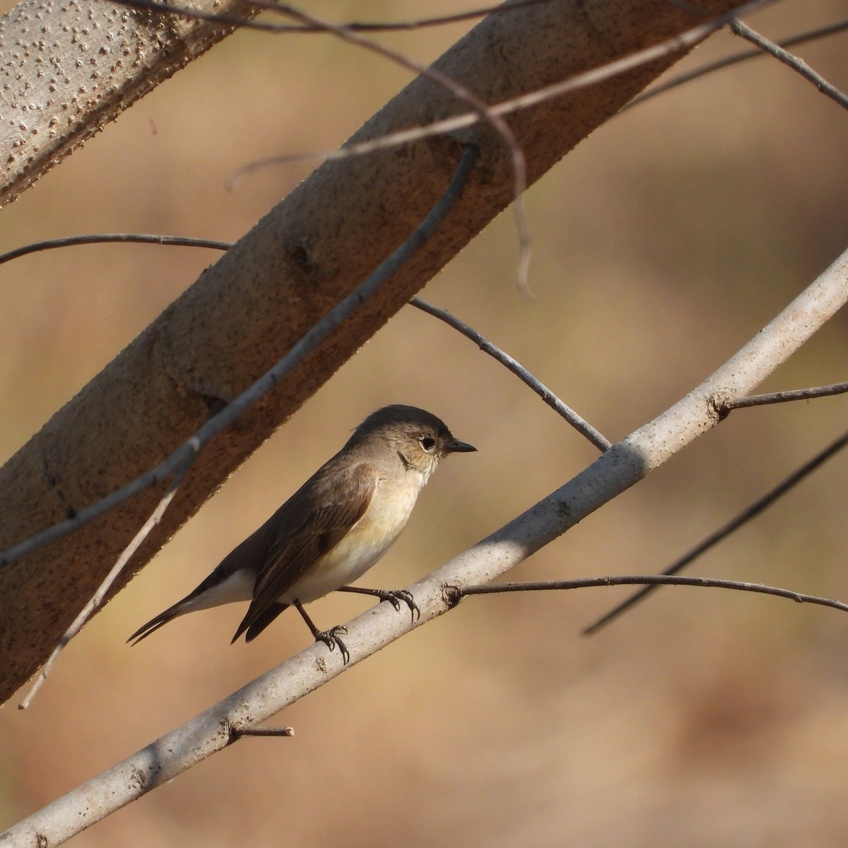 Red-breasted Flycatcher - ML614996451