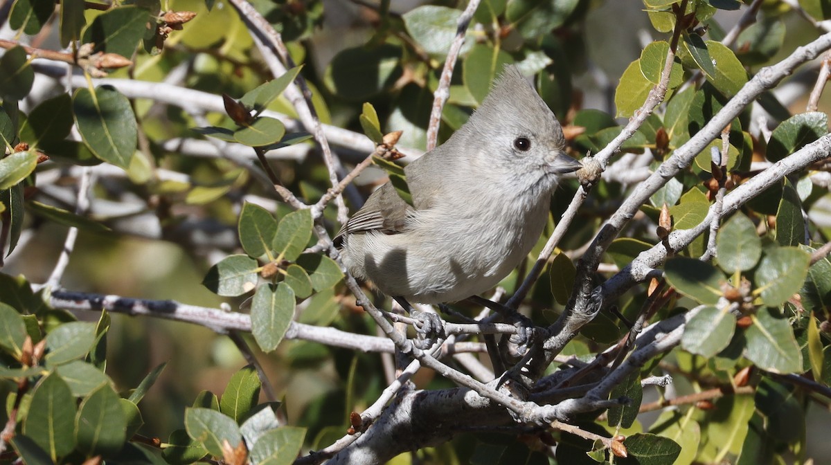 Oak Titmouse - ML614996456