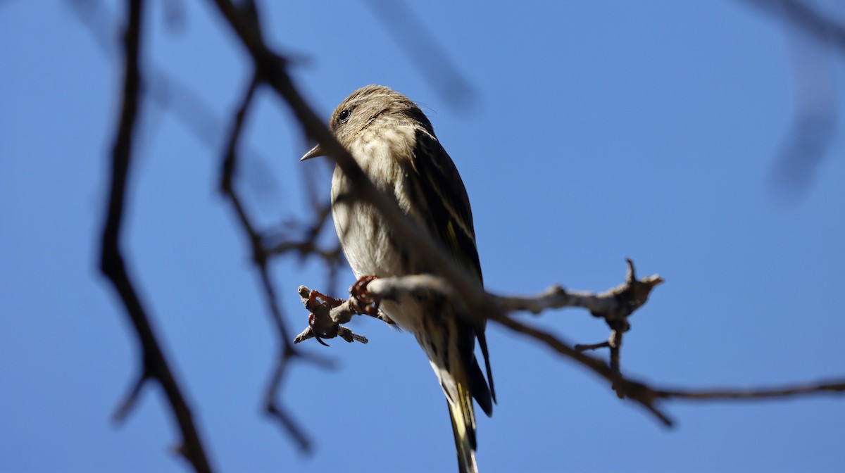 Pine Siskin - Alison Sheehey