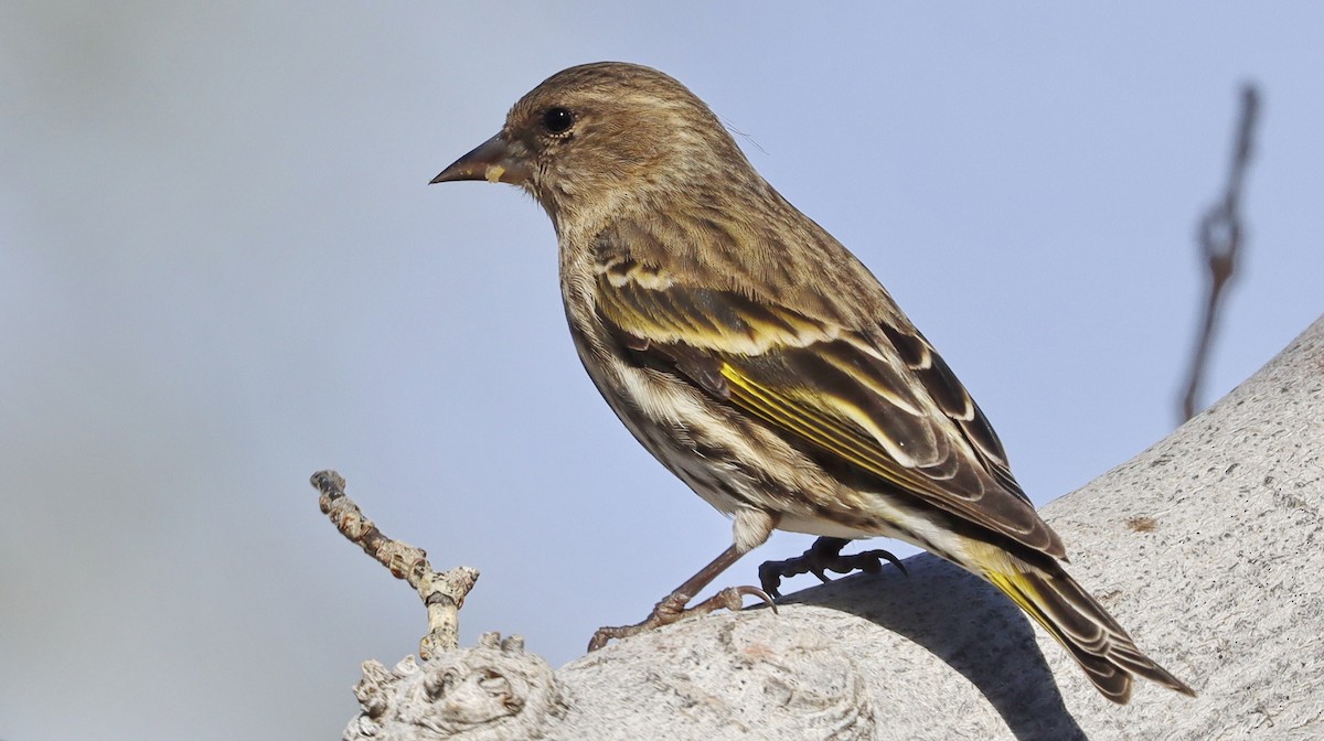 Pine Siskin - Alison Sheehey