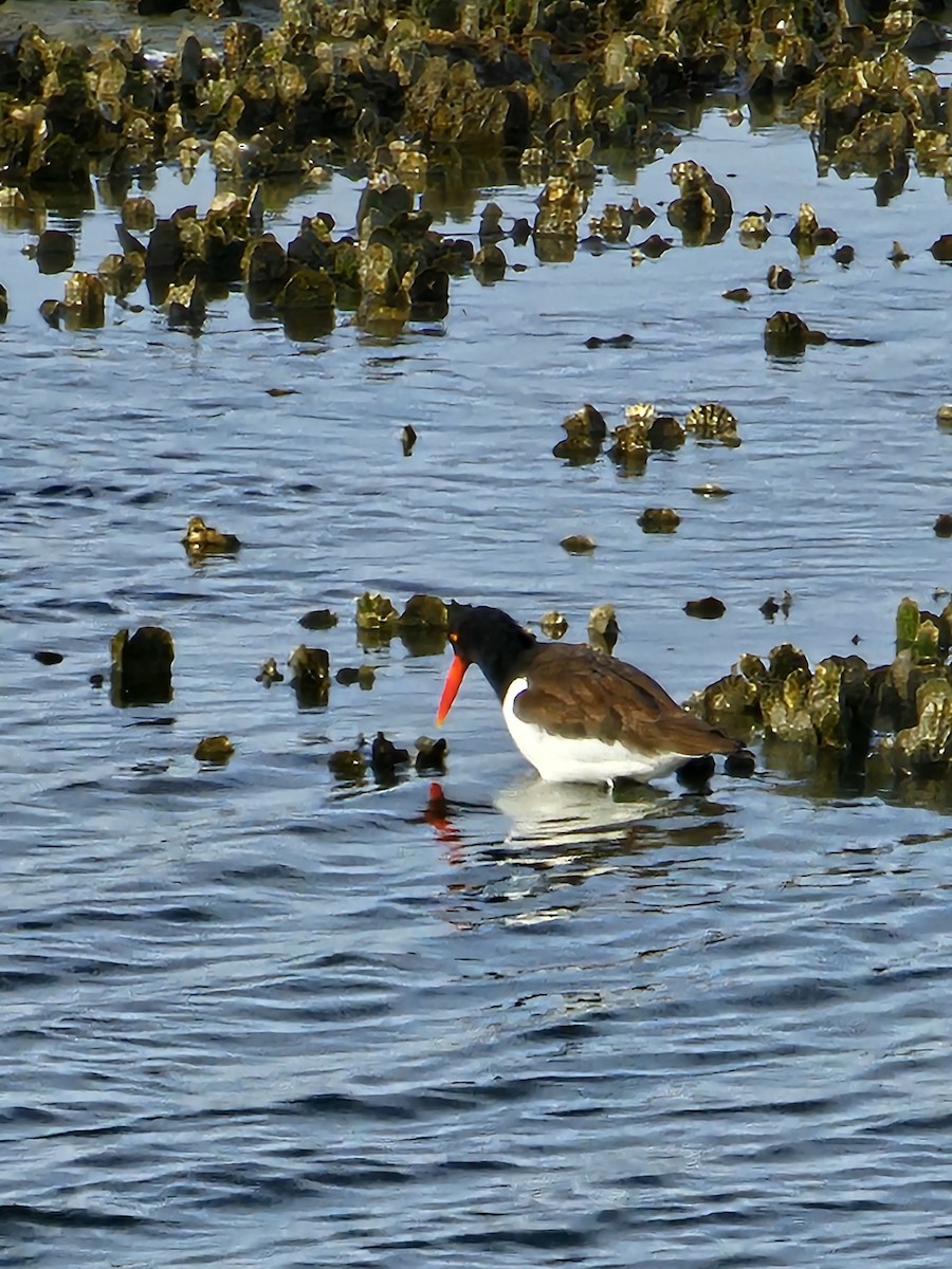 American Oystercatcher - ML614996543