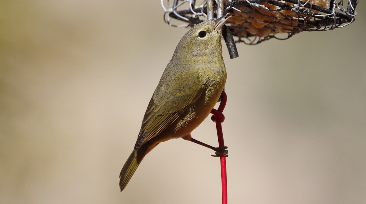 Orange-crowned Warbler - Alison Sheehey