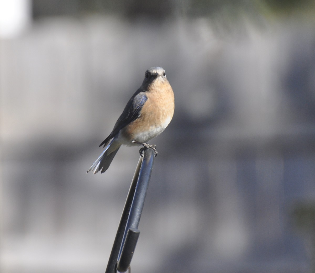 Eastern Bluebird - Christine Miller