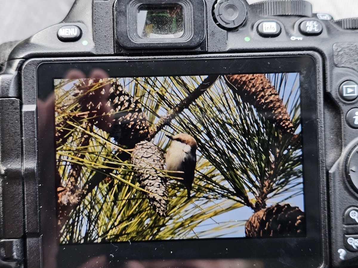 Brown-headed Nuthatch - ML614996581