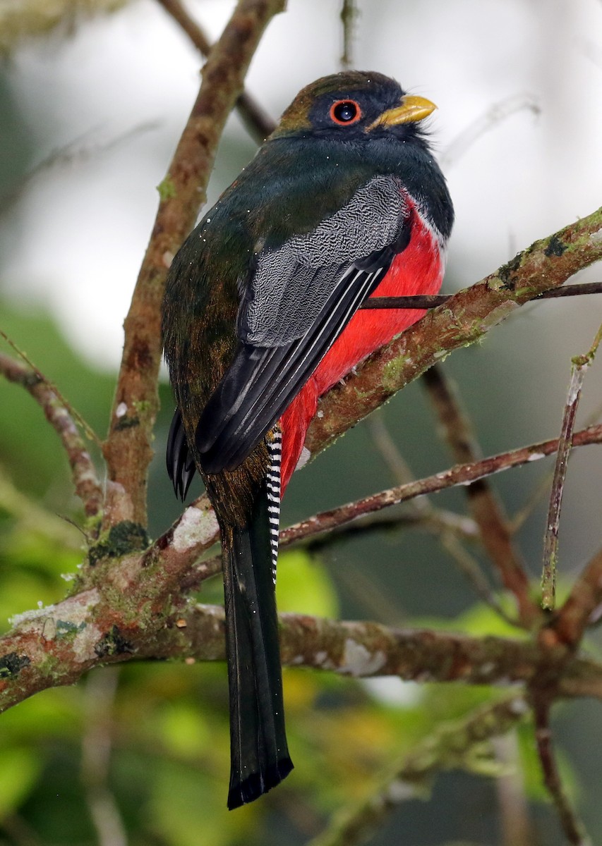 Collared Trogon - ML614996592