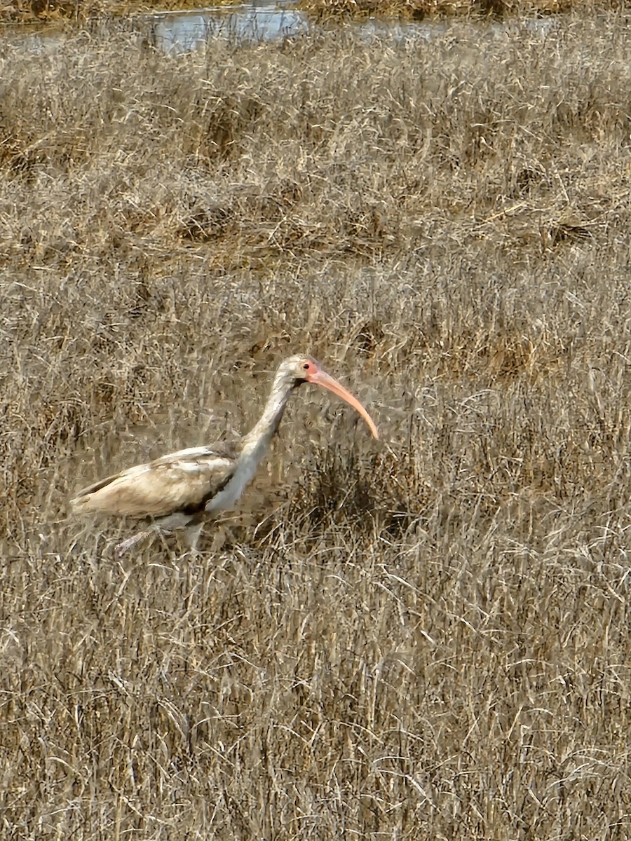 Ibis blanc - ML614996595