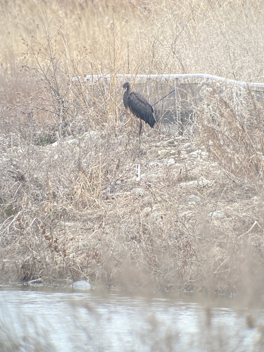 Great Blue Heron - Liam Thorne