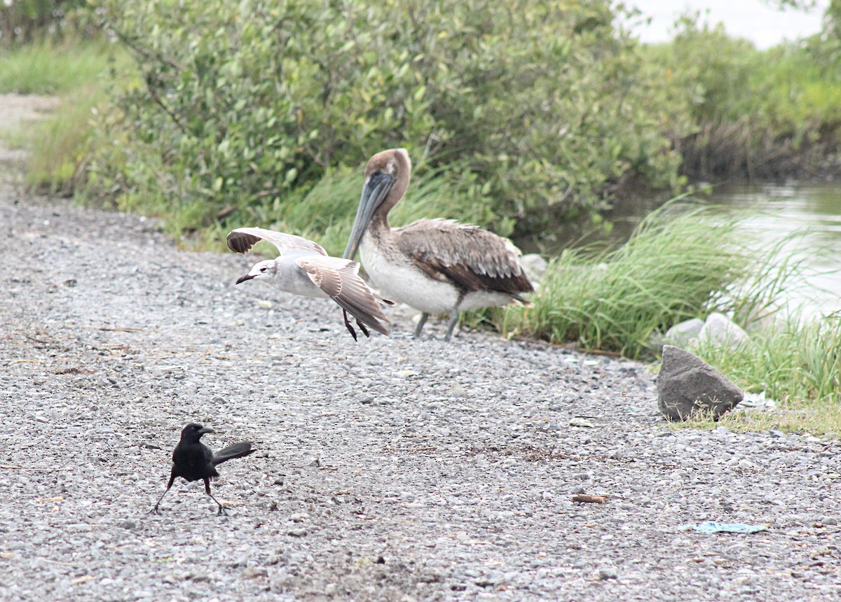 Boat-tailed Grackle - ML614996653