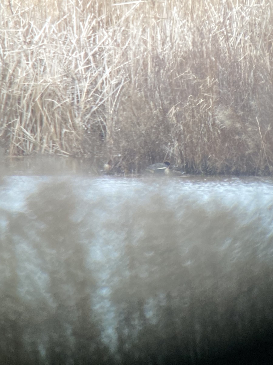 Green-winged Teal (Eurasian) - ML614996668