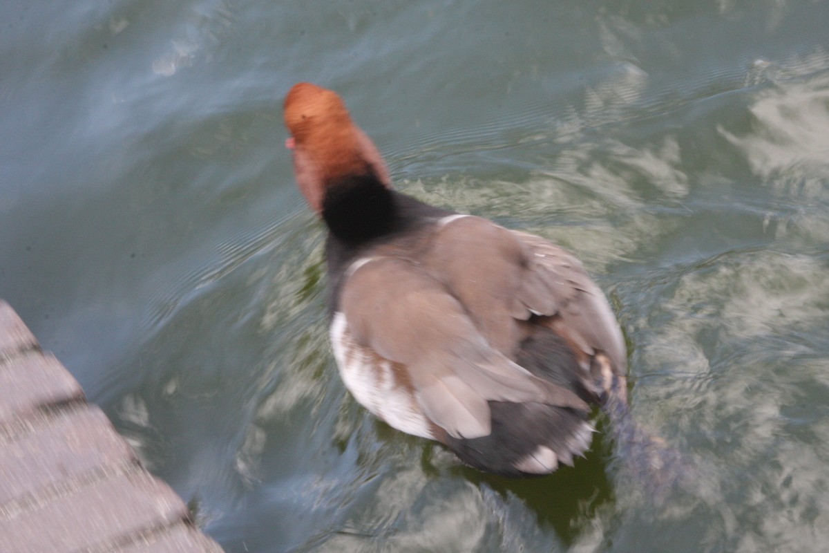 Red-crested Pochard - ML614996698