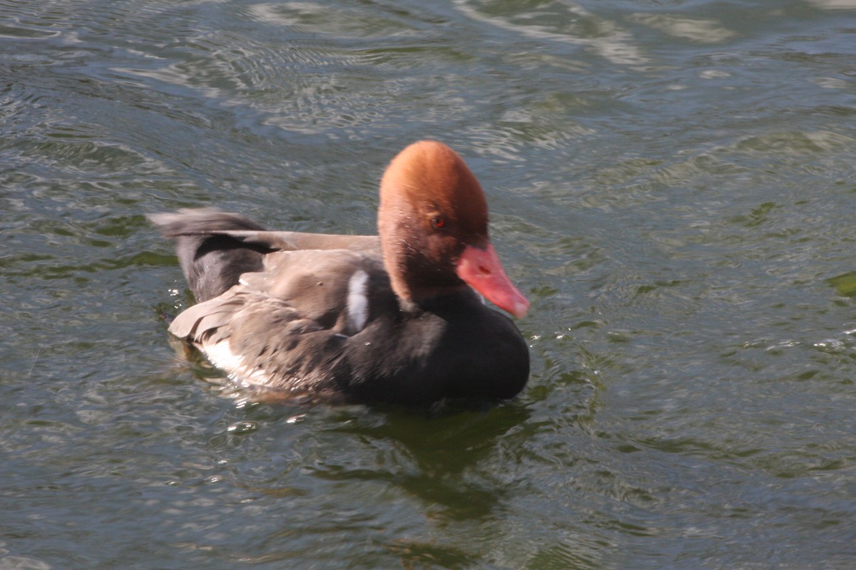 Red-crested Pochard - Avery Chan