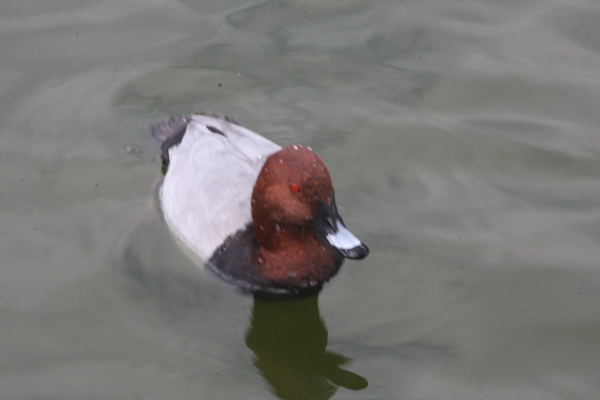 Common Pochard - ML614996700