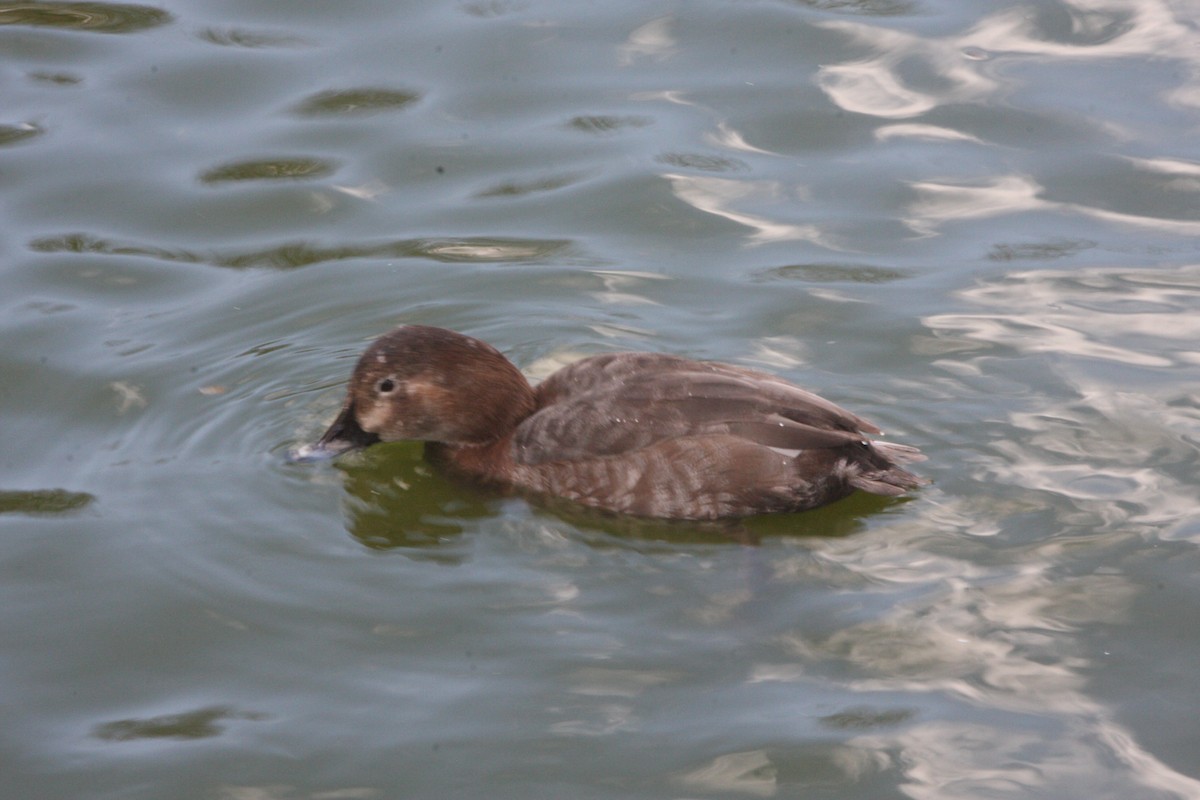 Common Pochard - Avery Chan