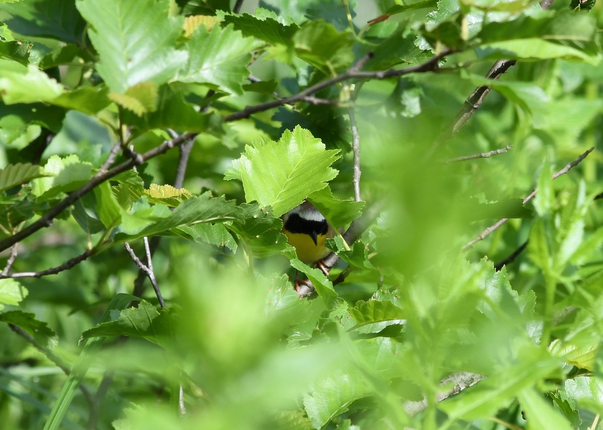 Common Yellowthroat - Julia Cedar