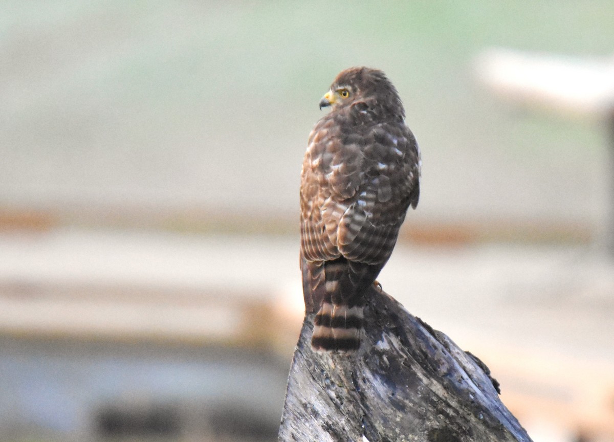 Roadside Hawk - ML614996767