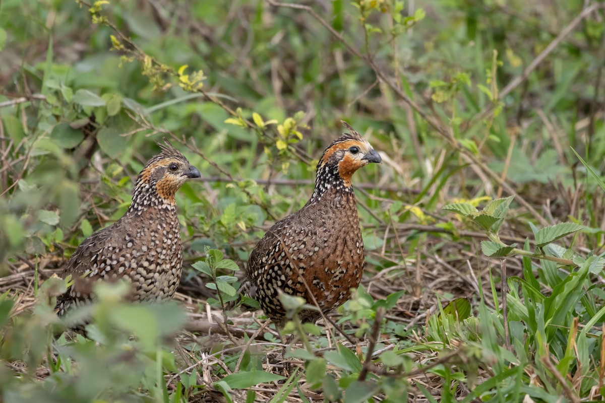 Crested Bobwhite - ML614996806