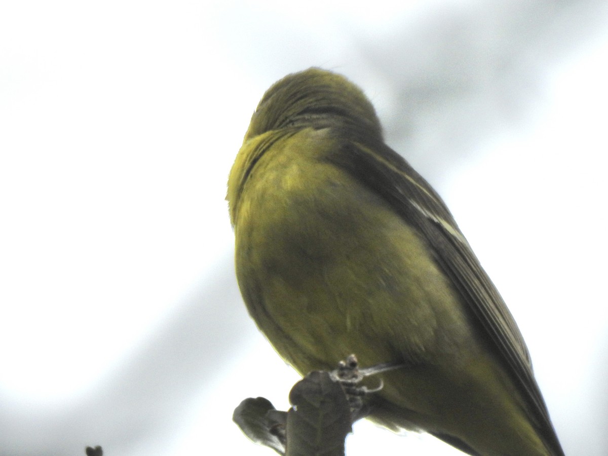 Western Tanager - ML614996814