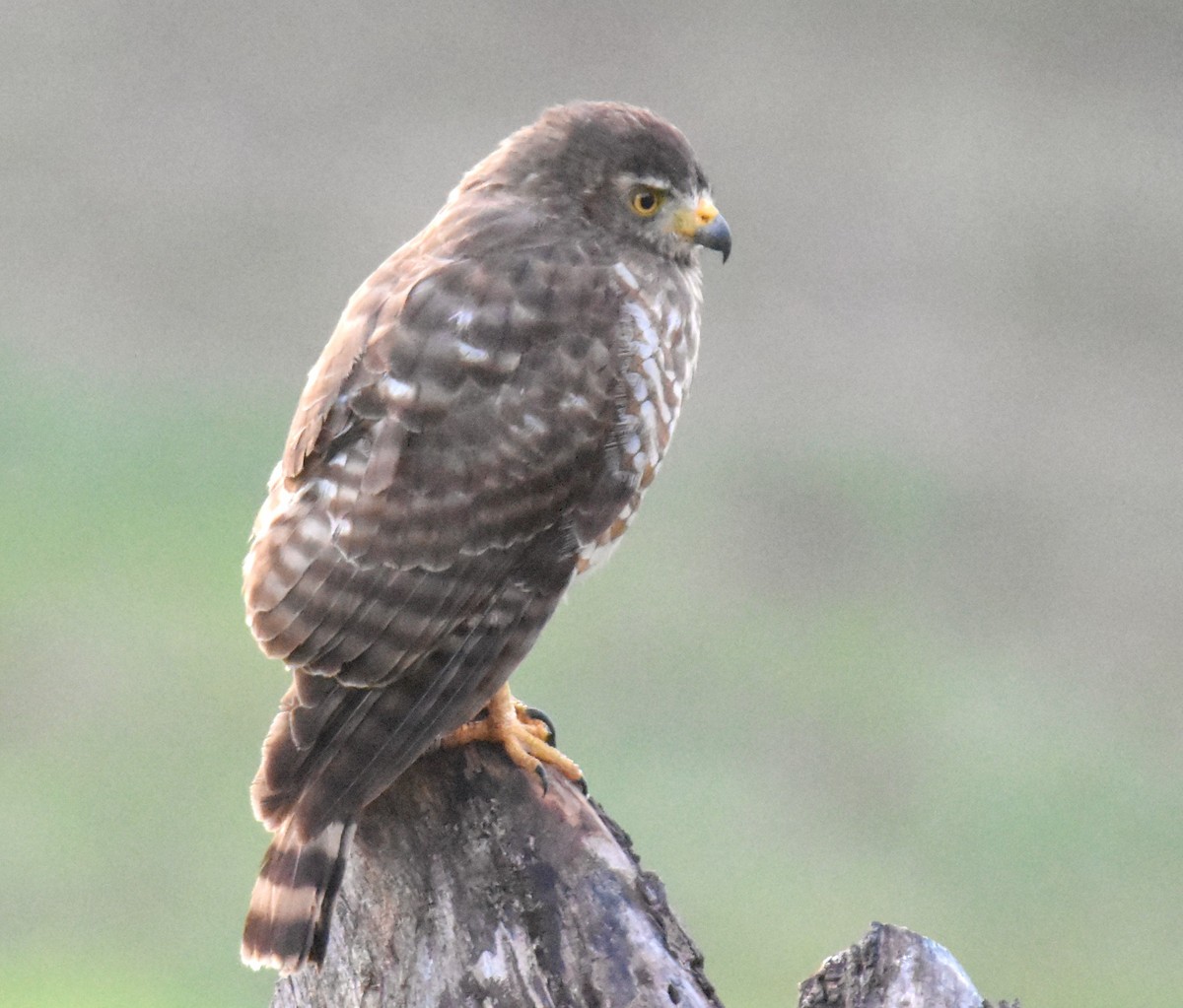 Roadside Hawk - ML614996817