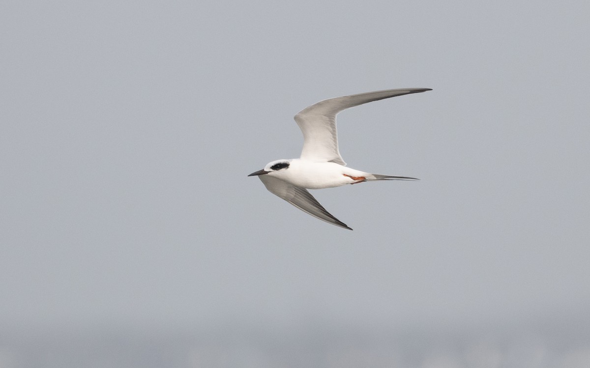 Forster's Tern - ML614996838