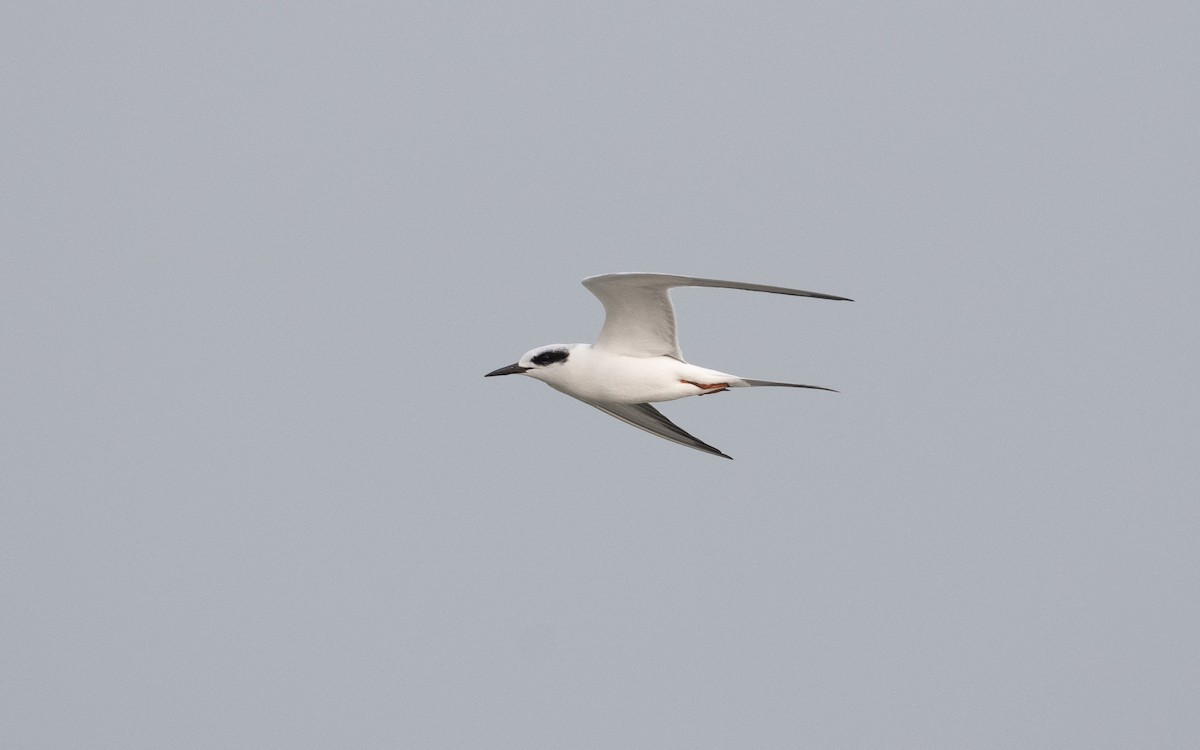 Forster's Tern - ML614996839
