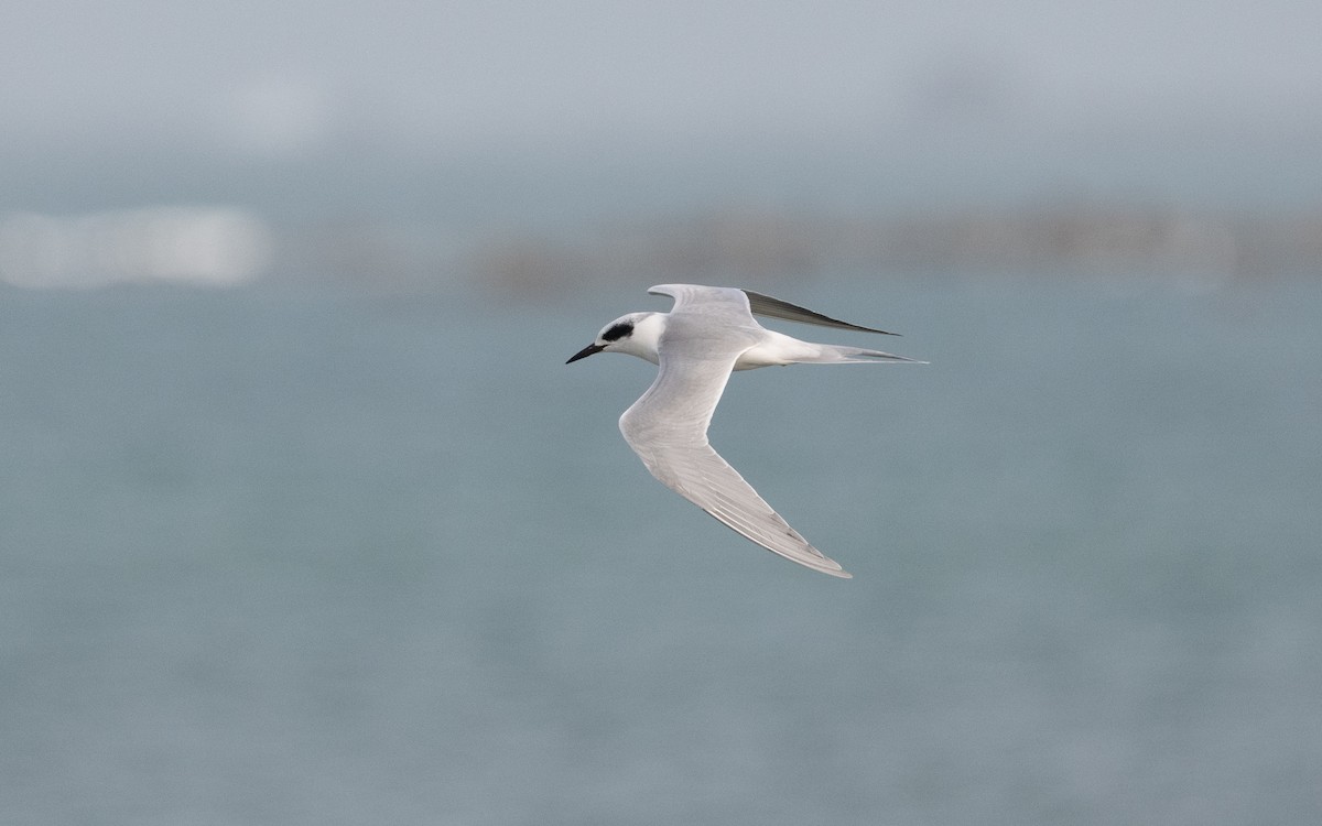 Forster's Tern - ML614996840