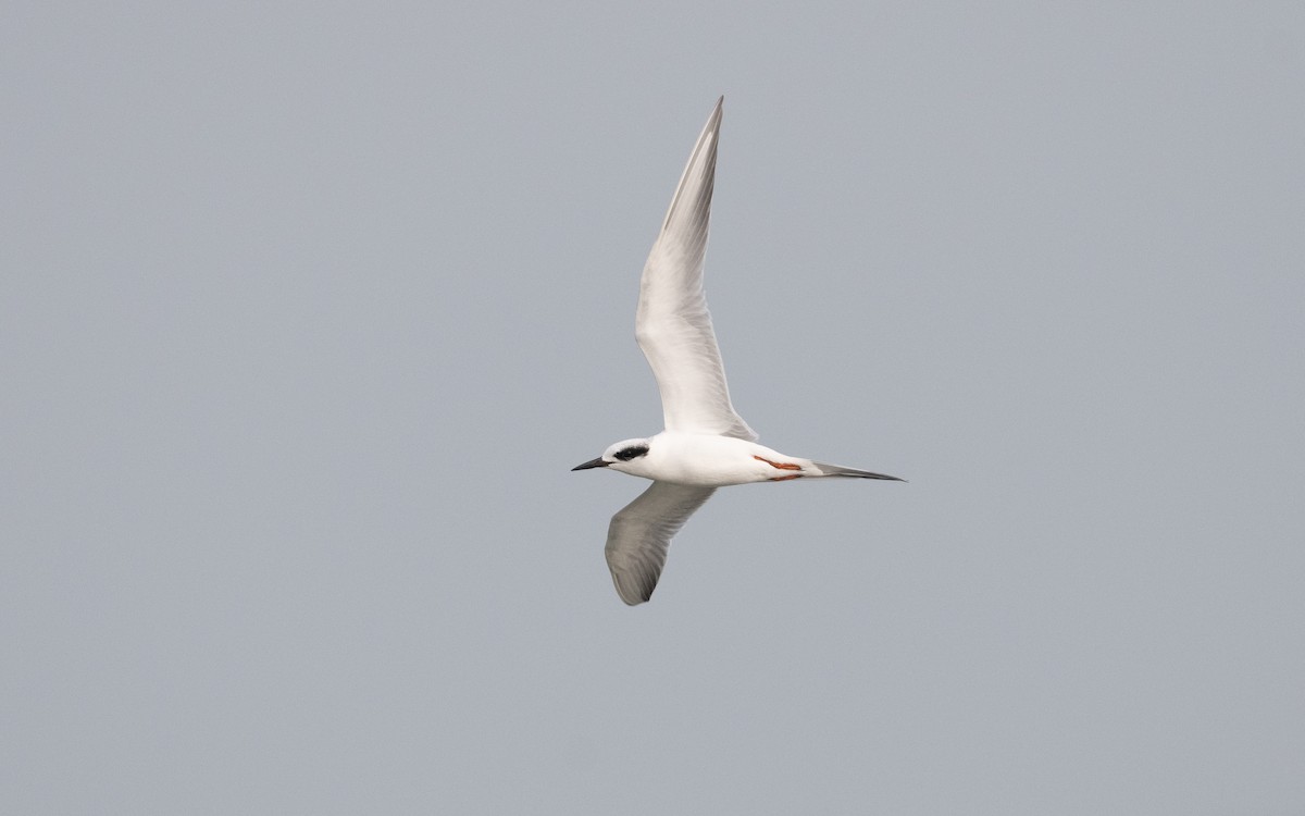Forster's Tern - ML614996843
