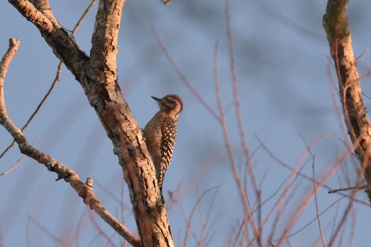 Ladder-backed Woodpecker - ML614996853