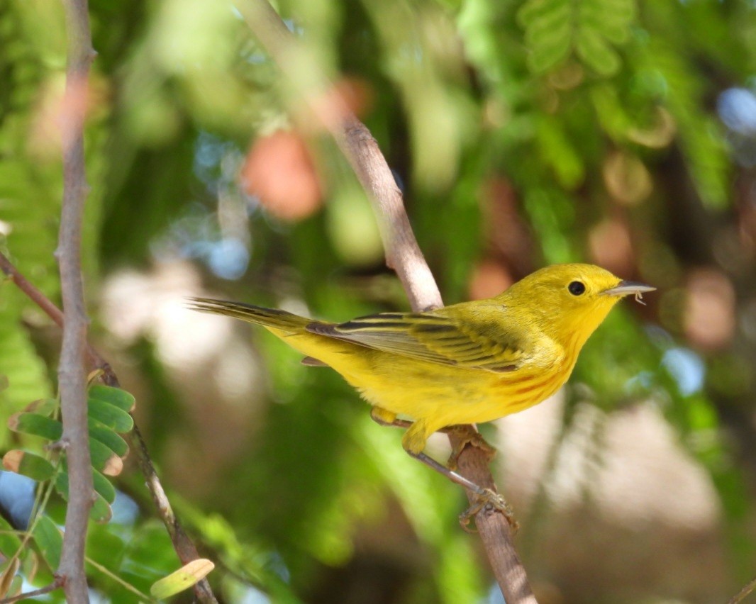 Yellow Warbler - ML614996906