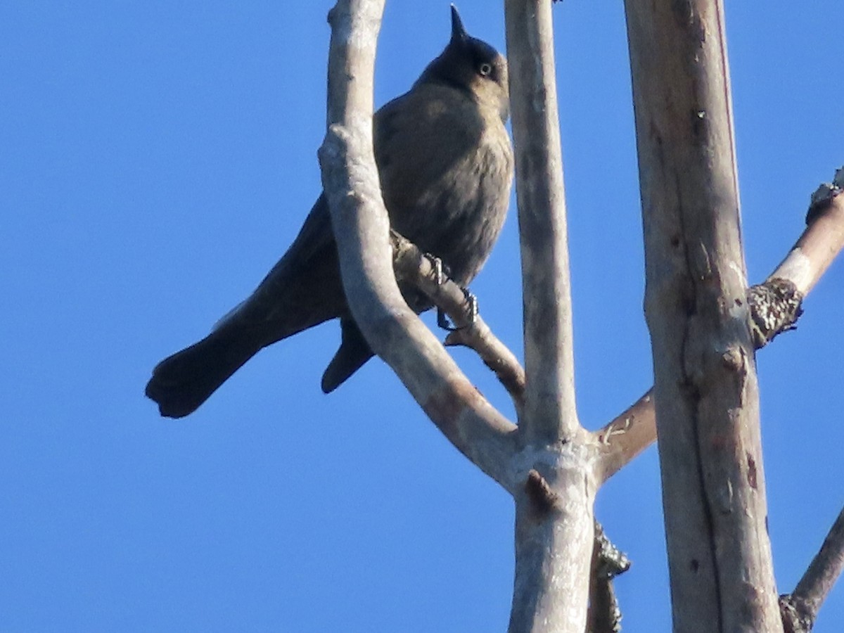 Rusty Blackbird - ML614996908