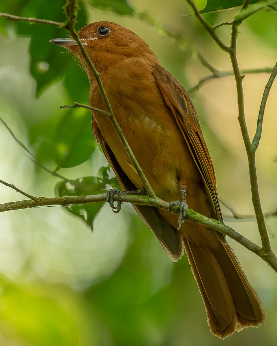 Rufous Mourner - Ricardo Rojas Arguedas