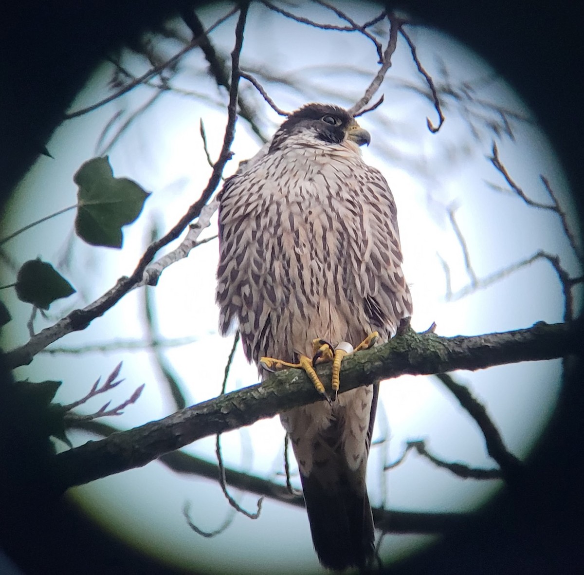 Peregrine Falcon - ML614996967