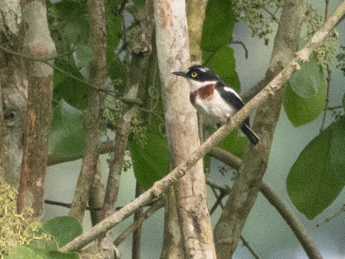 West African Batis - ML614996980