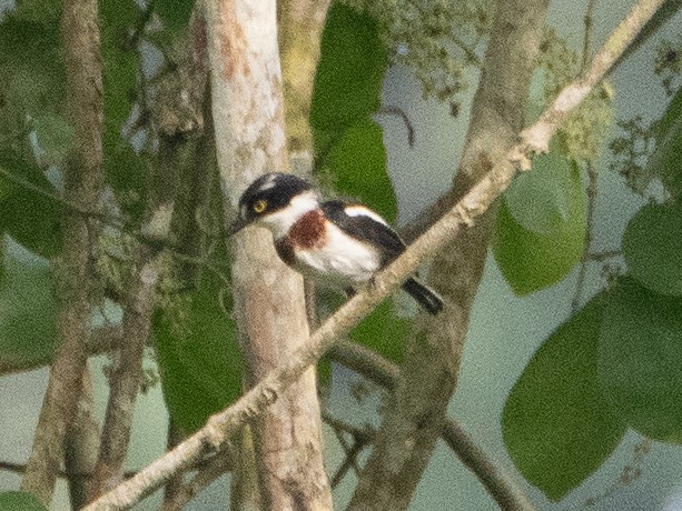 West African Batis - ML614996981