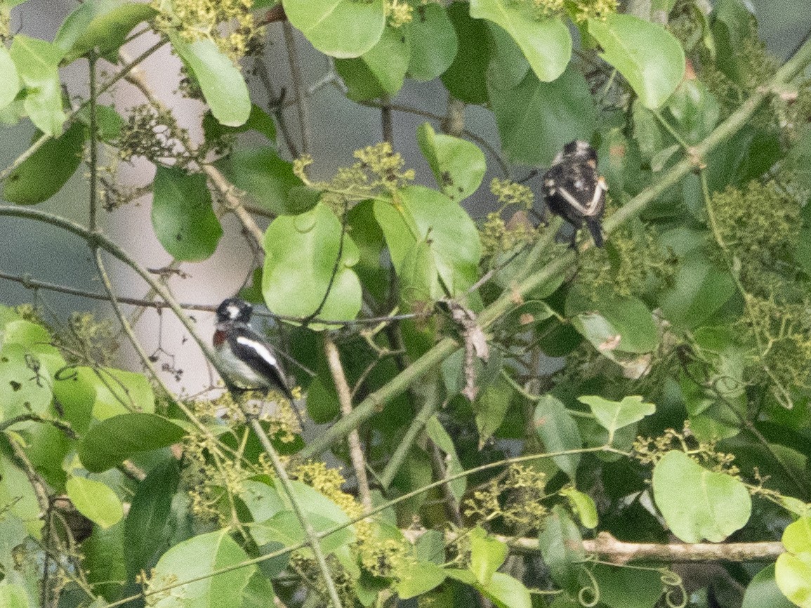 West African Batis - Gavin Ailes