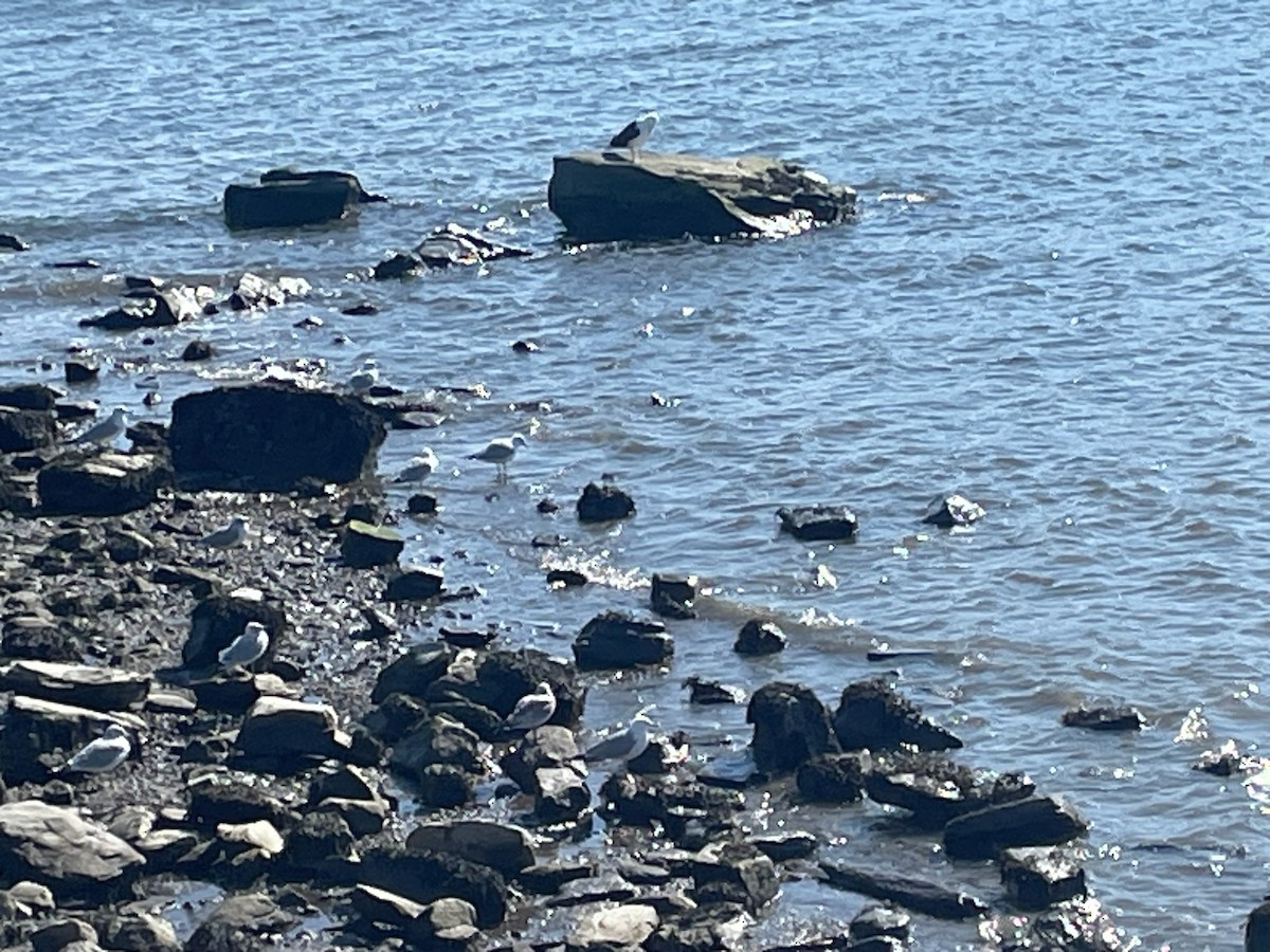 Great Black-backed Gull - ML614997011