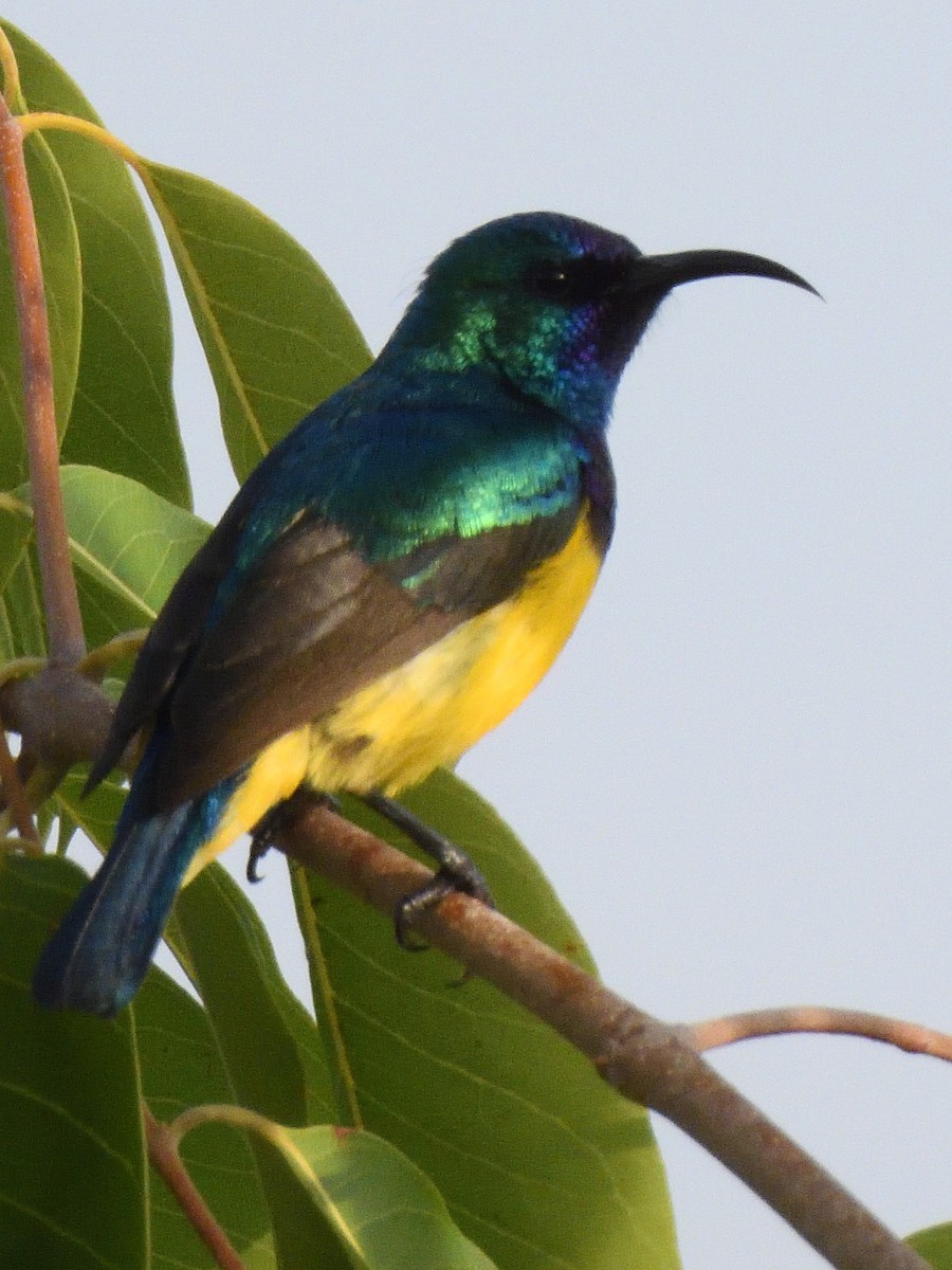 Variable Sunbird (Yellow-bellied) - ML614997021