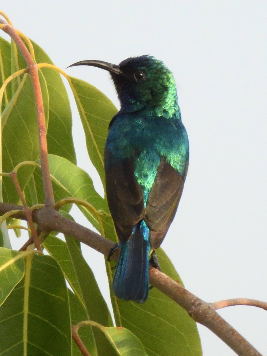 Variable Sunbird (Yellow-bellied) - ML614997023