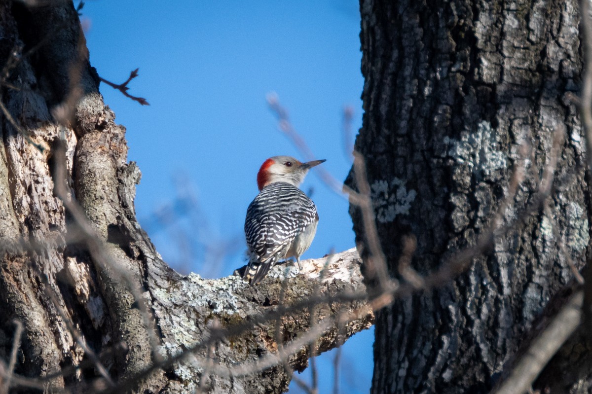 Red-bellied Woodpecker - Brian Fleming