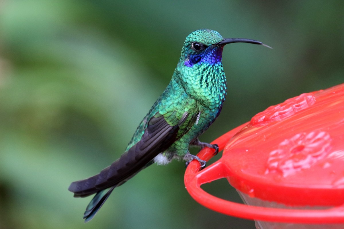 kolibřík modrolící - ML614997120