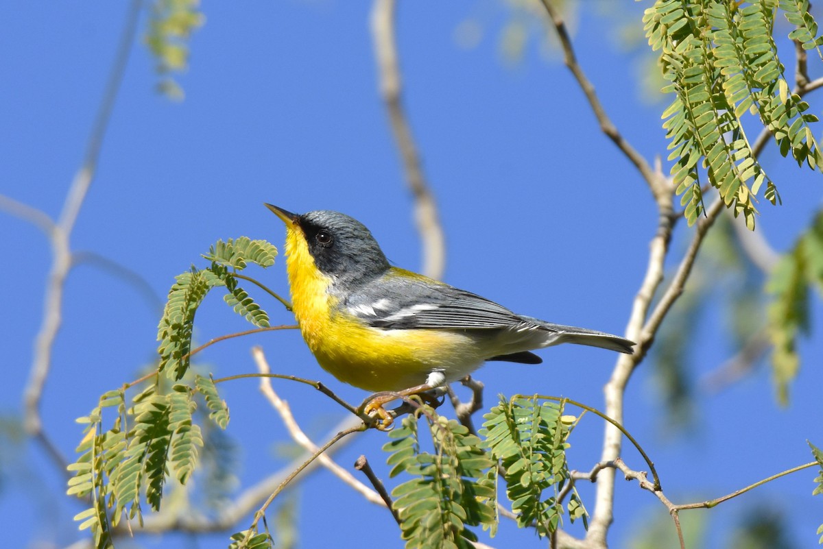 Tropikal Parula - ML614997138