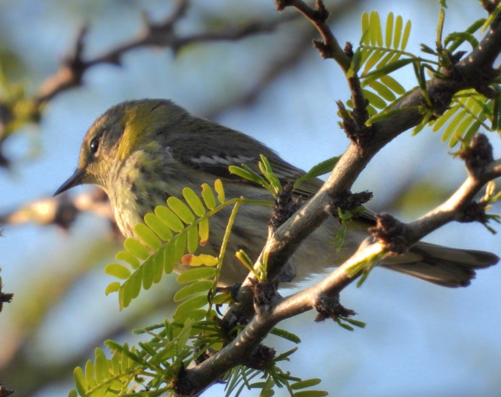 Cape May Warbler - ML614997164
