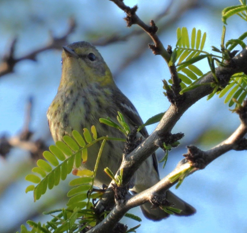 Cape May Warbler - ML614997165